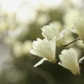 近所の梅とハクモクレンが咲く時期の備忘録【早起き741日目】